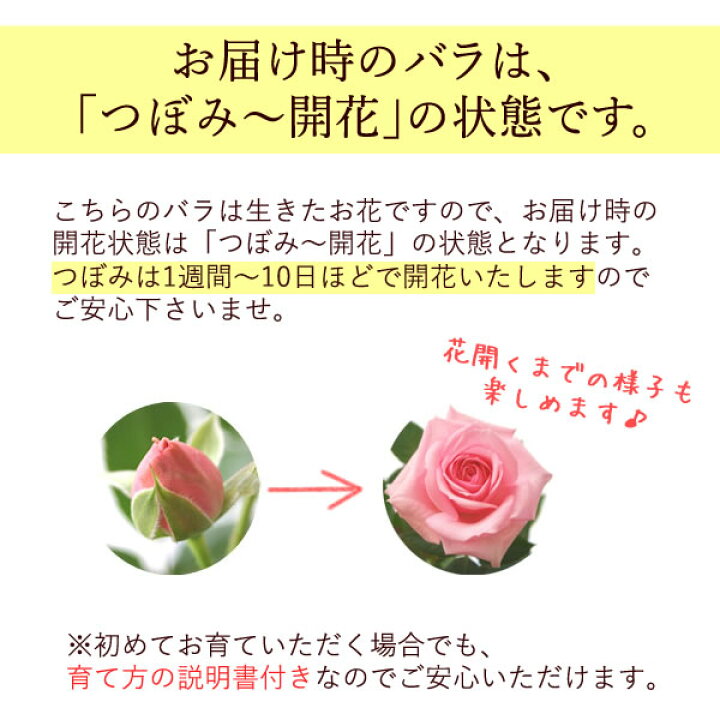 バラ 鉢植え 誕生日プレゼント 花 薔薇 7号 ジュエリーバスケット 母 生花 おばあちゃん 女性 お祝い ギフト 結婚祝い 内祝い 40代 50代 60代 70代 69 以上節約
