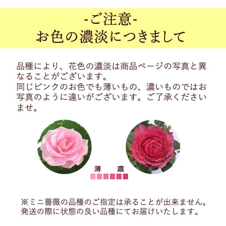 楽天市場 選べる2色 鉢植え 花 ギフト ミニバラ 薔薇 バラ ばら ピッコローズ 3 5号 生花 誕生日プレゼント アレンジメント 母 祖母 おばあちゃん 妻 女性 女友達 お祝い 内祝い 送別会 結婚祝い 結婚記念日 快気祝い 出産祝い 送料無料 お中元 御中元