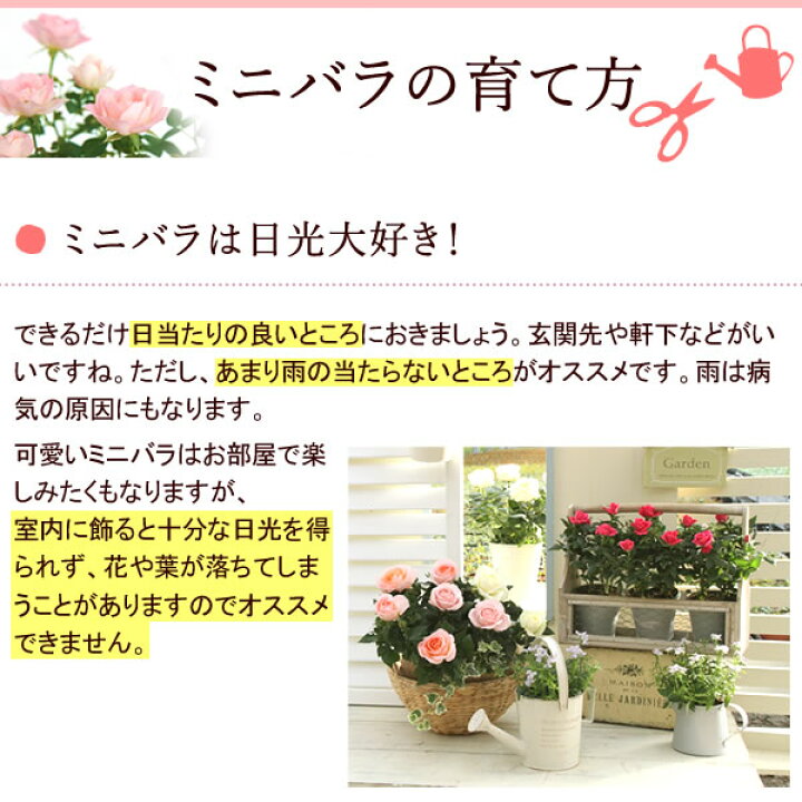 楽天市場 鉢植え 花 ギフト ミニバラ 薔薇 バラ ばら ジュエリーバスケット 7号 生花 誕生日プレゼント アレンジメント 母 祖母 おばあちゃん 妻 女性 女友達 お祝い 内祝い 送別会 結婚祝い 結婚記念日 快気祝い 出産祝い 送料無料 プレゼント ギフト 花コラボ