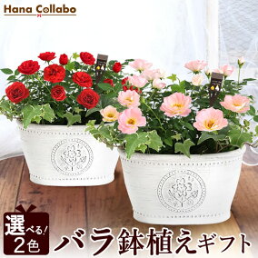 楽天市場 鉢花 種類 植物 バラ イベント 祝日 出産 人気ランキング1位 売れ筋商品