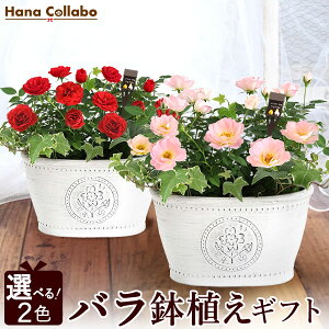 バラ 鉢植えの人気商品 通販 価格比較 価格 Com