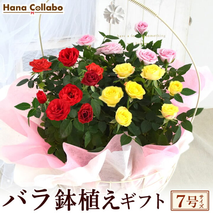 楽天市場 鉢植え 花 ギフト ミニバラ 薔薇 バラ ばら ジュエリーバスケット 7号 生花 誕生日プレゼント アレンジメント 母 祖母 おばあちゃん 妻 女性 女友達 お祝い 内祝い 送別会 結婚祝い 結婚記念日 快気祝い 出産祝い 送料無料 プレゼント ギフト 花コラボ