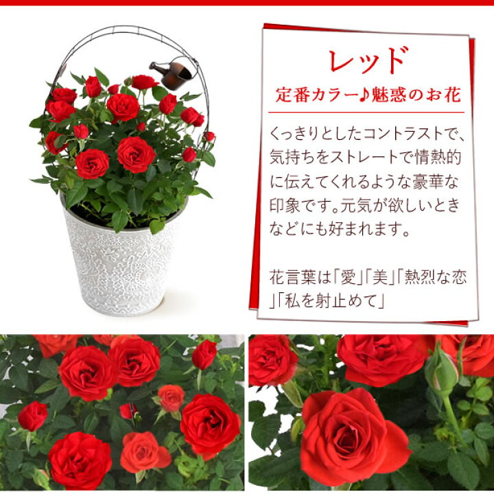 楽天市場 選べる2色 鉢植え 花 ギフト ミニバラ 薔薇 バラ ばら レース柄 4号 生花 誕生日プレゼント アレンジメント 母 祖母 おばあちゃん 妻 女性 女友達 お祝い 内祝い 送別会 結婚祝い 結婚記念日 快気祝い 出産祝い 送料無料 プレゼント ギフト 花コラボ