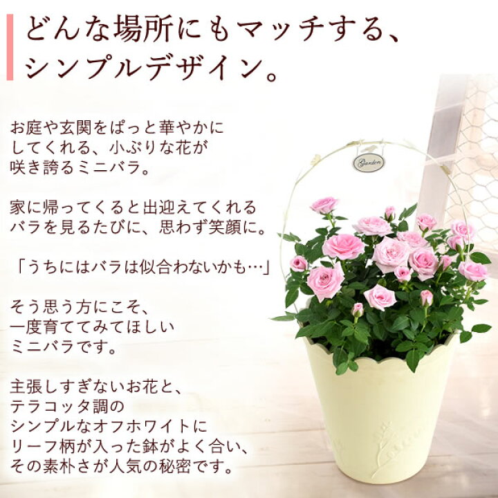 1254円 超歓迎 ミニバラ ローゼスｓ バラの鉢植え 花色が選べる 誕生日 お祝い