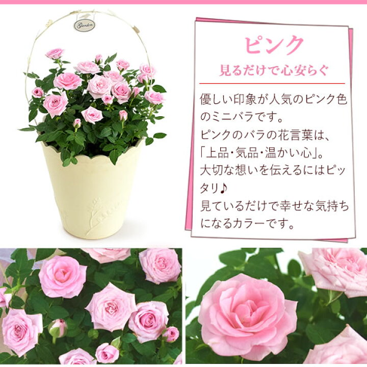 バラ 鉢植え 誕生日プレゼント 花 薔薇 7号 ジュエリーバスケット 母 生花 おばあちゃん 女性 お祝い ギフト 結婚祝い 内祝い 40代 50代 60代 70代 69 以上節約