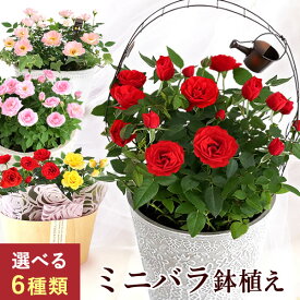 選べる6種 ミニバラ 鉢植え 花 ギフト ばら バラ ミニ薔薇 3.5号 4号 7号 生花 誕生日プレゼント アレンジメント 妻 女性 女友達 母 祖母 おばあちゃん 結婚祝い 結婚記念日 内祝い お祝い 送別会 送料無料 成人の日 愛妻の日