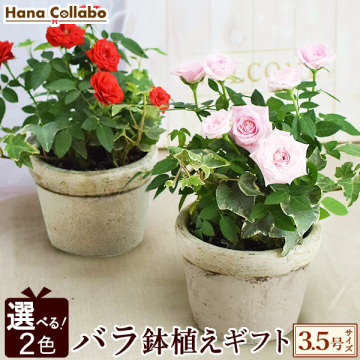 楽天市場 選べる2色 鉢植え 花 ギフト ミニバラ 薔薇 バラ ばら ピッコローズ 3 5号 生花 誕生日プレゼント アレンジメント 母 祖母 おばあちゃん 妻 女性 女友達 お祝い 内祝い 送別会 結婚祝い 結婚記念日 快気祝い 出産祝い 送料無料 お中元 御中元