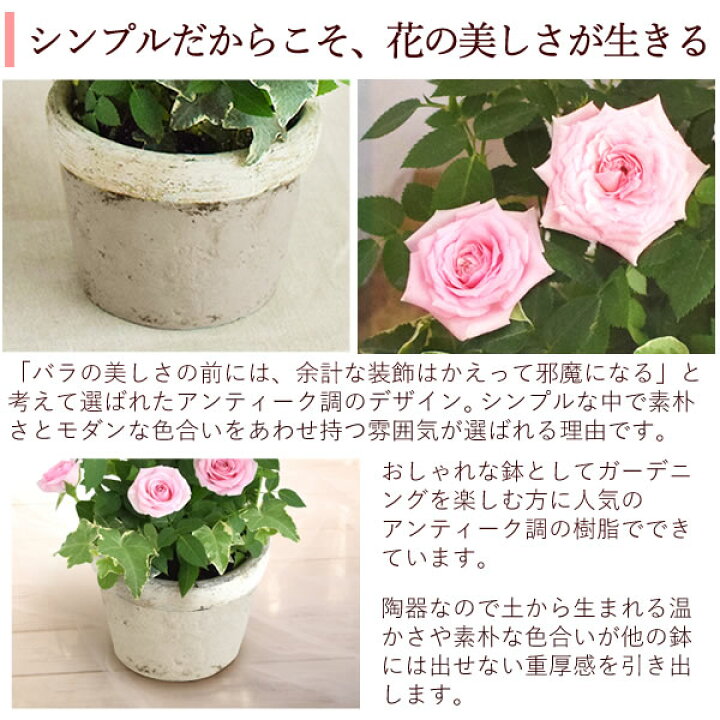 楽天市場 選べる2色 鉢植え 花 ギフト ミニバラ 薔薇 バラ ばら ピッコローズ 3 5号 生花 誕生日プレゼント アレンジメント 母 祖母 おばあちゃん 妻 女性 女友達 お祝い 内祝い 送別会 結婚祝い 結婚記念日 快気祝い 出産祝い 送料無料 お中元 御中元