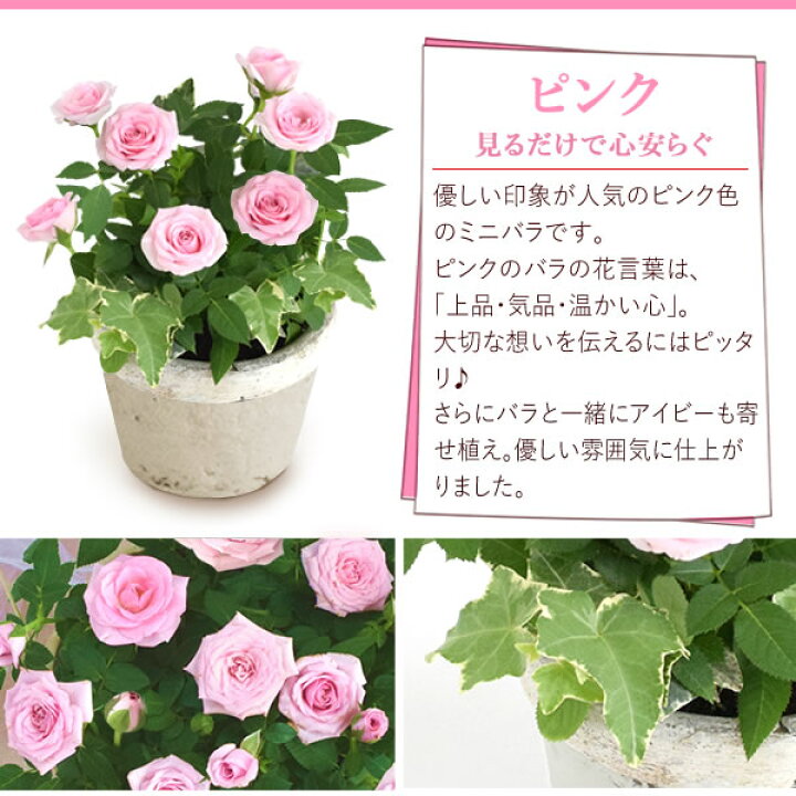 楽天市場 選べる2色 鉢植え 花 ギフト ミニバラ 薔薇 バラ ばら ピッコローズ 3 5号 生花 誕生日プレゼント アレンジメント 母 祖母 おばあちゃん 妻 女性 女友達 お祝い 内祝い 送別会 結婚祝い 結婚記念日 快気祝い 出産祝い 送料無料 父の日 お中元 御中元