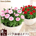 ＼選べる2色／ 鉢植え 花 ギフト ミニバラ ばら バラ ミニ薔薇 シュガーボウル 7号 生花 アレンジメント 誕生日プレゼント 妻 女性 女友達 母 祖母 おばあちゃん 結婚祝い 結婚記念日 出産祝い 快気祝い 内祝い お祝い 送別会 送料無料 いい夫婦の日 成人の日 愛妻の日
