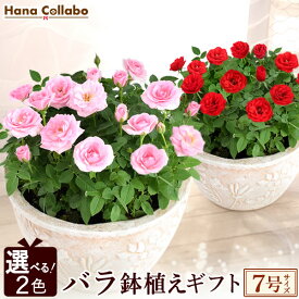 楽天市場 バラ 鉢植え ギフトの通販