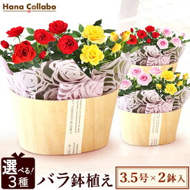 楽天市場 母の日 バラ 鉢植え 花 ガーデン Diy の通販