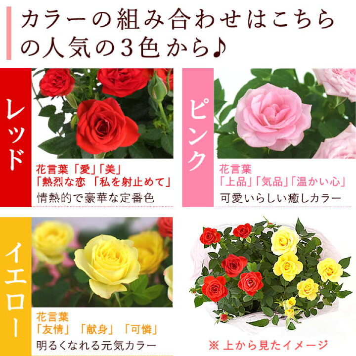 楽天市場 再販記念 ポイント3倍 選べる3色 鉢植え 花 ギフト ミニバラ 薔薇 バラ ばら ナチュラル バスケット 生花 誕生日プレゼント アレンジメント 母 祖母 おばあちゃん 妻 女性 女友達 お祝い 内祝い 送別会 結婚祝い 結婚記念日 快気祝い 出産祝い 送料