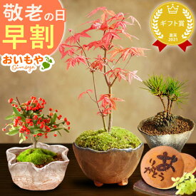 ＼早割！／ 敬老の日 ギフト プレゼント 花 盆栽 ミニ 鉢植え 紅葉 もみじ 花鉢 観葉植物 ミニ盆栽 手のひら 苔盆栽 苔 スイーツ お菓子 和菓子 花とお菓子 60代 70代 80代 90代 おじいちゃん おばあちゃん 孫 孫から 送料無料