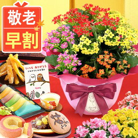 ＼超早割！／ 敬老の日 早割 プレゼント ギフト 早割 花 生花 鉢花 鉢植え カランコエ アザレア ベゴニア 匂い桜 動物 犬 5号 3号 どら焼き バウムクーヘン 干し芋 芋けんぴ カステラ ようかん あんみつ かわいい 送料無料 スイーツ お菓子 和菓子 洋菓子