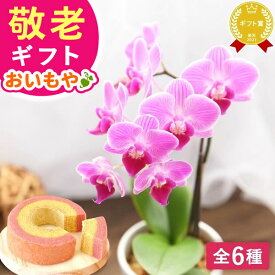 ＼スーパーSALE★ポイント3倍／ 敬老の日 ギフト プレゼント 花 生花 蘭 胡蝶蘭 ミディ 2.5号 洋蘭園 フラワーギフト バウムクーヘン スイーツ お菓子 洋菓子 花とお菓子 60代 70代 80代 90代 おじいちゃん おばあちゃん 孫 孫から
