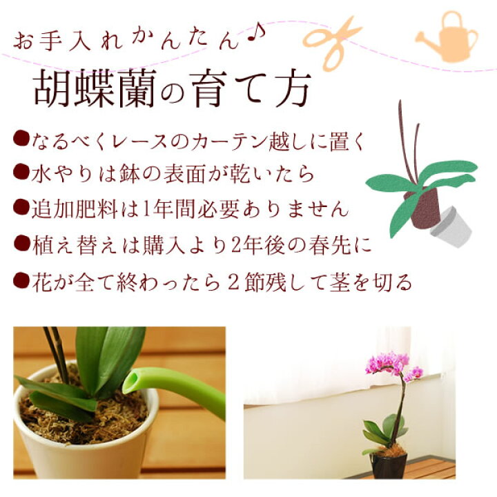 楽天市場 早割ラスト 9月5日まで 敬老の日 プレゼント ギフト 花 鉢植え 生花 花鉢 胡蝶蘭 バウムクーヘン 送料無料 スイーツ お菓子 花コラボ プレゼント ギフト 花コラボ 楽天市場 早割ラスト 9月5日まで 敬老の日 プレゼント ギフト 花 鉢植え 生花 花鉢 胡蝶蘭 バウムクーヘン 送料無料 スイーツ お菓子 花コラボ プレゼント ギフト 花コラボ
