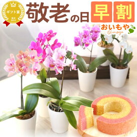 ＼早割！／ 敬老の日 ギフト プレゼント 花 生花 蘭 胡蝶蘭 ミディ 2.5号 洋蘭園 フラワーギフト バウムクーヘン スイーツ お菓子 洋菓子 花とお菓子 60代 70代 80代 90代 おじいちゃん おばあちゃん 孫 孫から