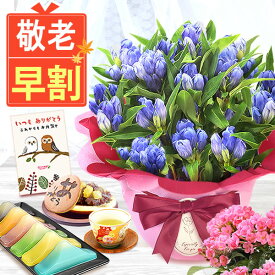 ＼超早割！／ 敬老の日 早割 プレゼント ギフト 早割 花 りんどう 竜胆 リンドウ 生花 花鉢 孫 ありがとう どら焼き バウムクーヘン 干し芋 芋けんぴ かりんとう カステラ ようかん あんみつ 秋 送料無料 スイーツ お菓子 和菓子 洋菓子