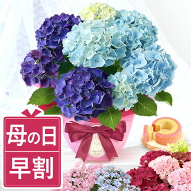 ＼早割！／ 母の日 プレゼント 花 生花 ギフト あじさい アジサイ 紫陽花 2色植え 5号鉢 鉢花 鉢植え 希少 苺バウム 送料無料 スイーツ お菓子 洋菓子 ギフトセット 花鉢植え 寄せ植え 花とお菓子 ははの日