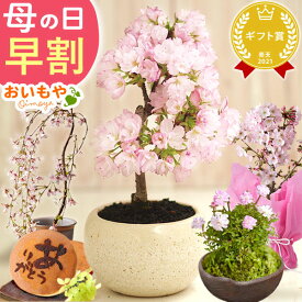 ＼超早割！／ 母の日 プレゼント 早割 花 生花 盆栽 ミニ ミニ盆栽 鉢植え 鉢花 桜 さくら 薔薇 バラ フラワーギフト おしゃれ オシャレ 可愛い どら焼き ギフト 送料無料 スイーツ お菓子 和菓子