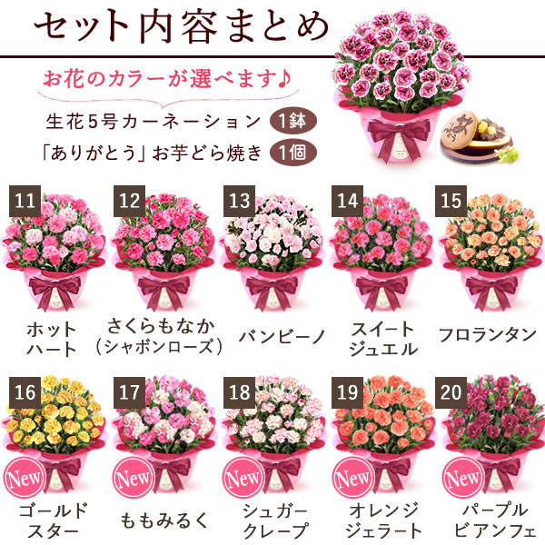 カーネーション MIX 15本 20〜24センチ 生花 切花 - フラワー/ガーデン