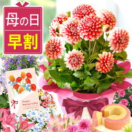 【14日にお値段上がります】 ＼ 早割 ＆クーポン／ 母の日 プレゼント 花 生花 鉢植え 鉢花 花鉢 ダリア …