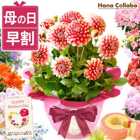 【本日18:00に値段上がります】 早割 母の日 プレゼント 花 ダリア 鉢植え ギフト 紫陽花 あじさい アジサイ 生花 鉢花 花鉢 マーガレット 百合 ユリ シャクナゲ ペチュニア ベゴニア バーベナ ジャスミン 送料無料 スイーツ お菓子 洋菓子 ははの日 hahanohi