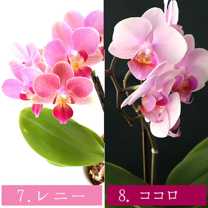 ミニ胡蝶蘭 コチョウラン コーヒー4号鉢植え 園芸ネット