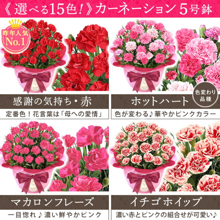 楽天市場 最終受付中 母の日 プレゼント カーネーション 生花 鉢植え 5号 送料無料 花とスイーツギフト お菓子付き お母さんに人気 ギフトセット 静岡 プレゼント ギフト 花コラボ