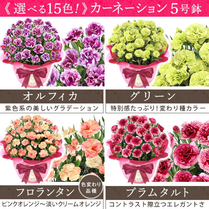 楽天市場 最終受付中 母の日 プレゼント カーネーション 生花 鉢植え 5号 送料無料 花とスイーツギフト お菓子付き お母さんに人気 ギフトセット 静岡 プレゼント ギフト 花コラボ