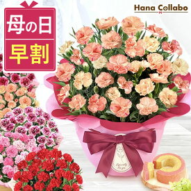 【今の価格は本日まで】 ＼ 母の日 早割 ／ プレゼント 花 生花 ギフト 鉢植え 希少 カーネーション 5号サイズ バウムクーヘン おしゃれ かわいい 送料無料 スイーツ お菓子 洋菓子 母の日ギフト2026 おいもや フラワーギフト Flower To Mom 良しもっと！ いいキモチ