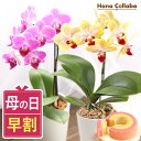 【今の早割10日まで】 ＼早割／ 母の日 プレゼント 早割 花 生花 蘭 胡蝶蘭 ミディ 2.5号 フラワー プレゼント キッチン インテリア 選べる 10種 バウム 苺バウム ギフト 送料無料 スイーツ お菓子 洋菓子 メッセージカード 早期予約 母の日ギフト2026
