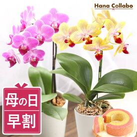 ＼超早割！／ 母の日 プレゼント 早割 花 生花 蘭 胡蝶蘭 ミディ 2.5号 フラワー プレゼント キッチン インテリア 選べる 10種 バウム 苺バウム ギフト 送料無料 スイーツ お菓子 洋菓子 メッセージカード