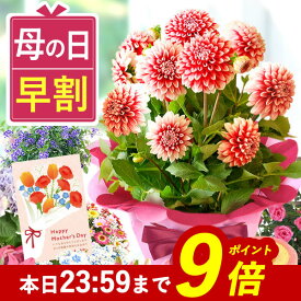 【本日23：59までポイント7倍！】 ＼ 母の日 早割 ／ プレゼント 花 生花 鉢植え 鉢花 花鉢 ダリア バラ 薔薇 紫陽花 あじさい アジサイ ユリ 百合 マーガレット 希少 珍しい ハナズキ ハチウエ 母の日ギフト2026 送料無料 スイーツ お菓子 洋菓子 早期予約