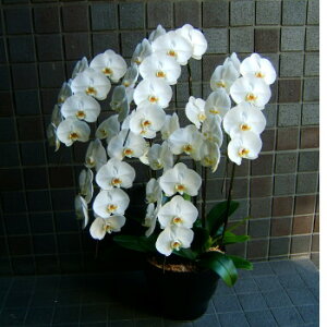 ފ݁@@V@@@ X^_[h ֍炫 5L Ӓ @  @     l\ Q @  V ʖ ԂȂǂ ԑ t[AW