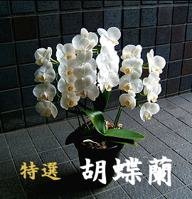 送料無料 誕生日 愛妻の日 開店祝い 胡蝶蘭 中輪 白 3本立ち～5本立ち 鉢花