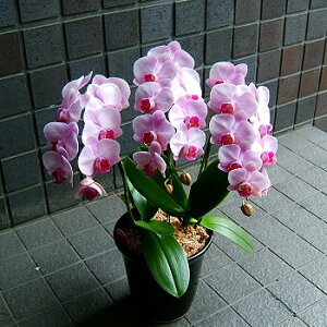 ފ݁@@V@@@ uhi sNn  Ӓ @  @     l\ Q @  V ʖ ԂȂǂ ԑ t[A