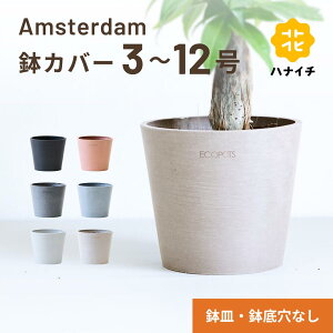 Jo[  ecopots Amsterdam 3~12 vX`bN + VR Aؔ  ^ v^[ y CeA k M t  A ϗtA niC` hanaichi 3 4 12 zCg O[ u