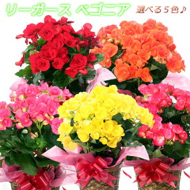 楽天市場 鉢花 カラーピンク 種類 植物 ベゴニア 花 観葉植物 花 ガーデン Diy の通販