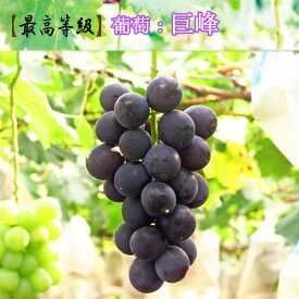 葡萄【巨峰】産直！2キロ！【送料無料】※7月10日より順次発送生産者より即日発送で新鮮＆高品質♪ハウス加温栽培！【楽ギフ_のし宛書】☆お中元・ギフト・お盆の贈答等に☆