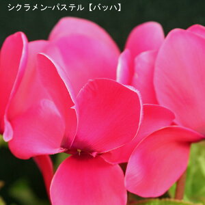 VNE7ysNnzpXe-uobnv12{肨͂IyoXPbgbsOzaENX}Xv[gEΕMtgɁyzyyMt