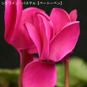 VNE7ynzpXe-ux[g[xv12{肨͂IyoXPbgbsOzaENX}Xv[gEΕMtgɁyzyyM