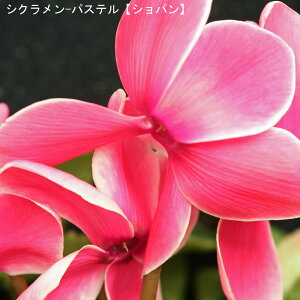 VNE7yԌnzpXe-uVpv12{肨͂IyoXPbgbsOzaENX}Xv[gEΕMtgɁyzyyMt