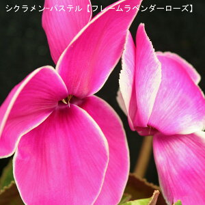 VNE7ynzpXe-ut[x_[[Yv12{肨͂IyoXPbgbsOzaENX}Xv[gEΕMtgɁy