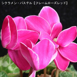 VNE7yԌnzpXe-ut[[Ybhv12{肨͂IyoXPbgbsOzaENX}Xv[gEΕMtgɁy