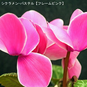 VNE7ysNnzpXe-ut[sNv12{肨͂IyoXPbgbsOzaENX}Xv[gEΕMtgɁyz