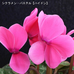 VNE7ysNnzpXe-unChv12{肨͂IyoXPbgbsOzaENX}Xv[gEΕMtgɁyzyyM