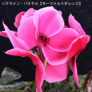 VNE7ysNnzpXe-u[c@gIWv12{肨͂IyoXPbgbsOzaENX}Xv[gEΕMtgɁy