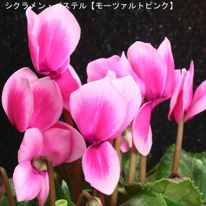 VNE7ysNnzpXe-u[c@gsNv12{肨͂IyoXPbgbsOzaENX}Xv[gEΕMtgɁy